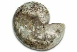 Iridescent Ammonite (Hoploscaphites) Fossil - Montana #354618-1